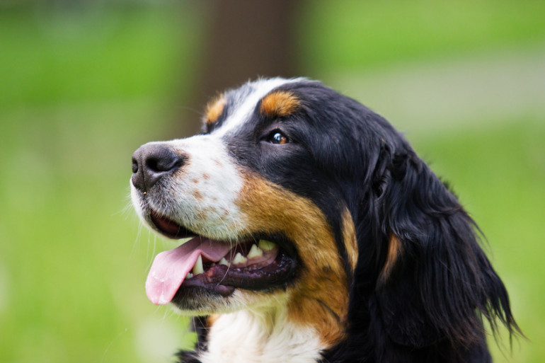 健康そうな犬