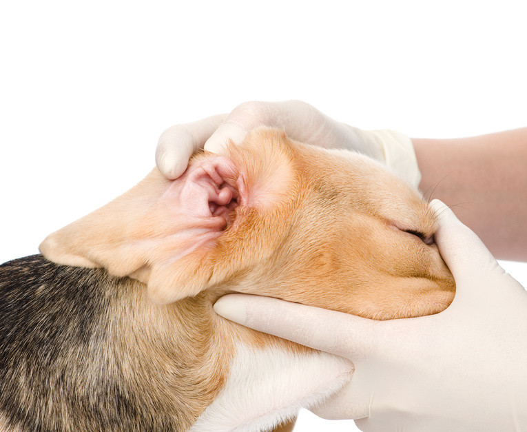 犬の耳の健康チェック