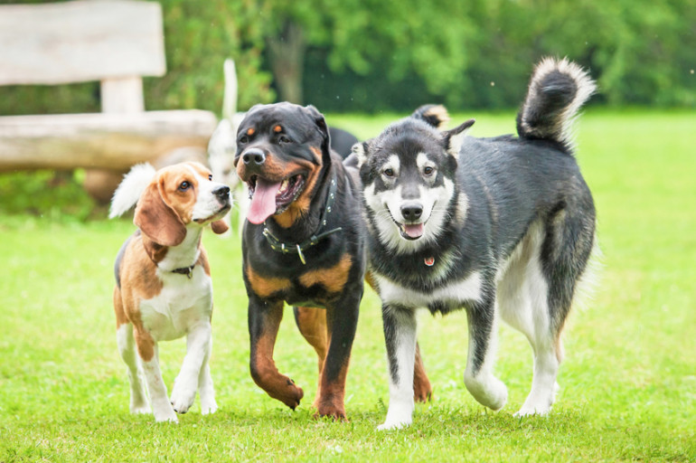 海外と日本の人気犬種ランキングを紹介 ランキングからわかるペット事情について みんなのブリーダー