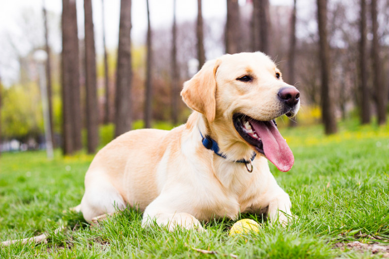 海外と日本の人気犬種ランキングを紹介 ランキングからわかるペット事情について みんなのブリーダー