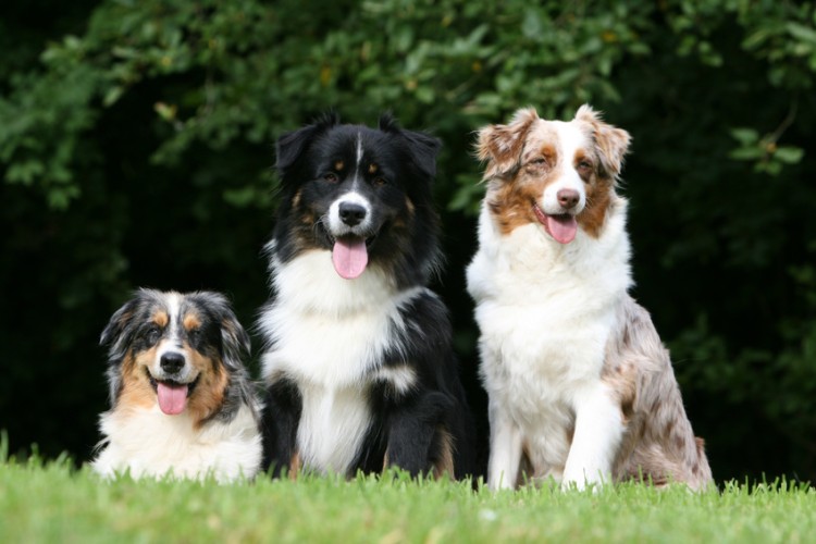 中型犬にはどんな種類がいる 中型犬の定義や特徴 犬種までご紹介 みんなのブリーダー