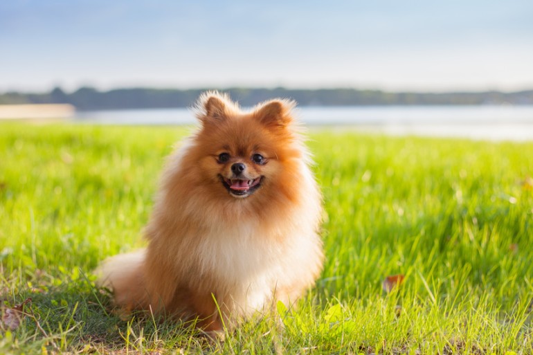 2025年 最新版】人気犬種ランキングを紹介！ JKCが「犬種別犬籍