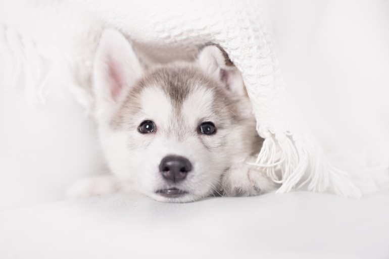 シベリアンハスキーってどんな犬種 特徴や飼い方について みんなのブリーダー