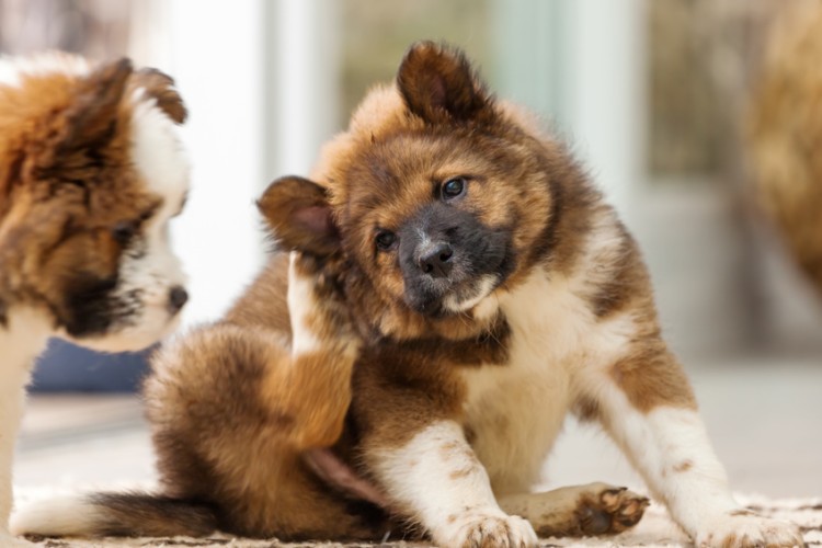 体をかく犬