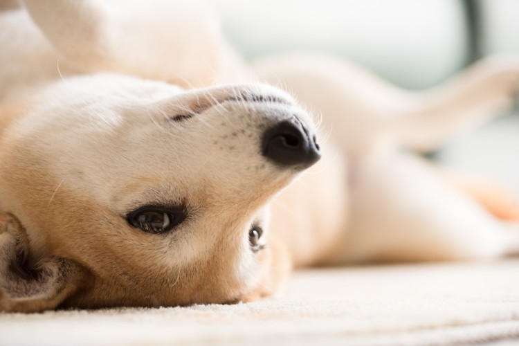 おなかを見せる柴犬