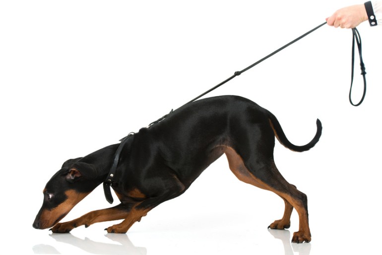 犬のカーミングシグナルは27種類！？ しぐさの意味を解説