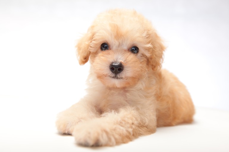 犬のカーミングシグナルは27種類！？ しぐさの意味を解説