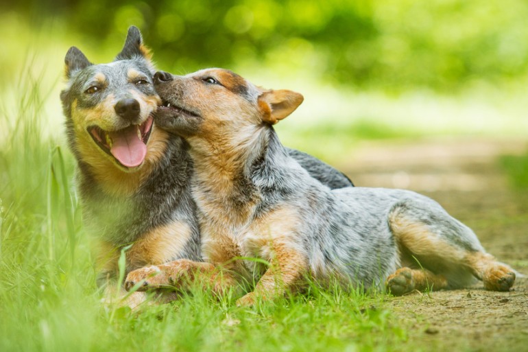 犬のカーミングシグナルは27種類！？ しぐさの意味を解説