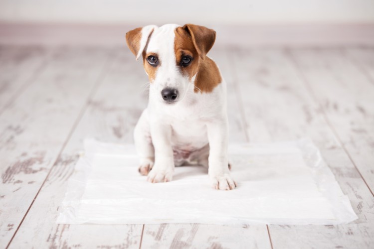 犬がトイレをしている