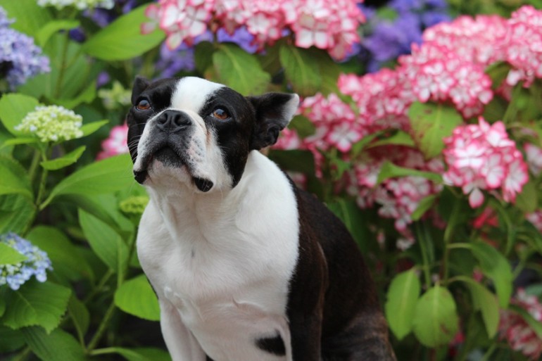 国内人気作家様　ボストンテリア ボストンテリア（ライト級） - 子犬や子猫たちのペット販売情報が満載