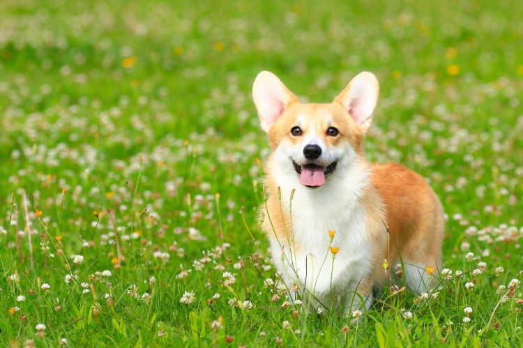 公園で遊んでいるウェルシュ・コーギー・ペンブローク