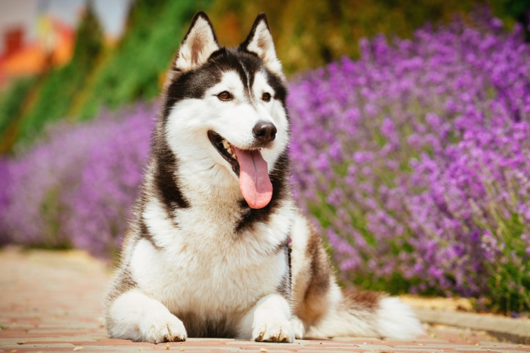 強い犬 ガチすぎる世界最強の犬の種類ベスト10 | ありんとこ