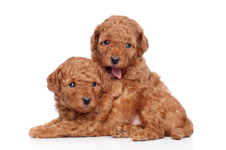 babythree400% 2代目　特別目　人気の犬 犬種人気ランキング【2025年最新版】 子犬お迎えサイトで