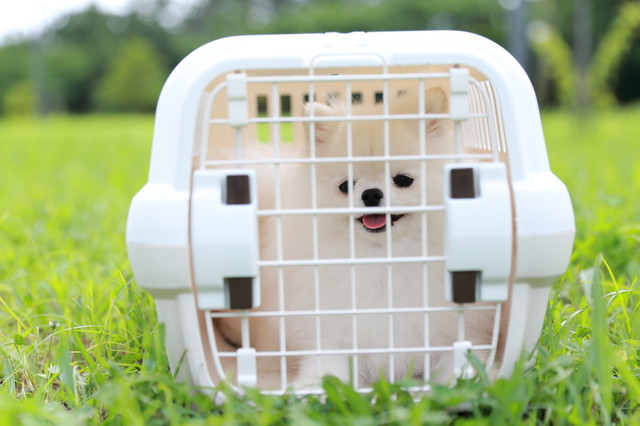 散歩デビュー前の子犬