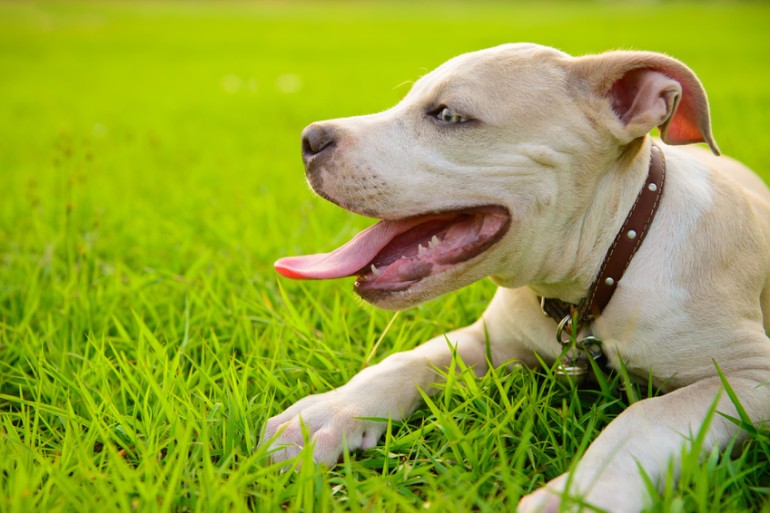 シルバー 犬の頭部リング PITBULL アメリカンピットブルテリア シルバー 犬の頭部リング PITBULL アメリカンピットブルテリア