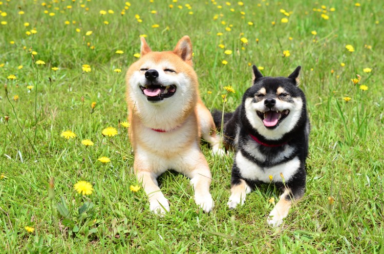 公園で笑顔を見せる2頭の柴犬