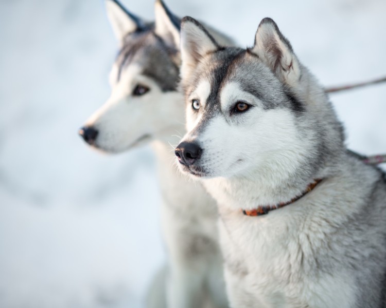 かっこいい犬・シベリアンハスキー