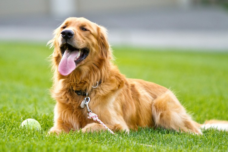スワロフスキー　犬　ゴールデンレトリバー スワロフスキー 犬 ゴールデンレトリバー （ジェムライン