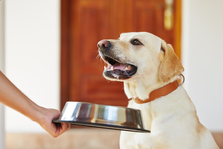 食事中の犬