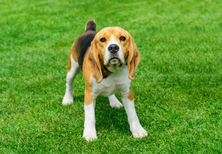 芝生の上で正面を向いて立っているビーグル