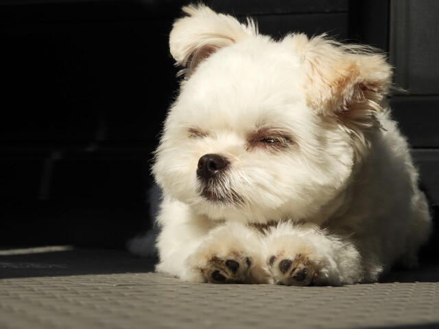 ミックス犬・チワマル（マルチワ）ってどんな犬？ 性格や成犬時