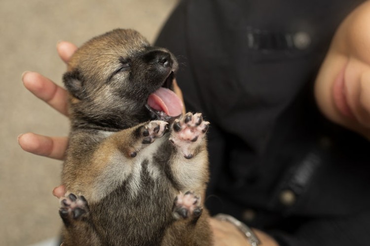 生まれて間もない子犬とブリーダー