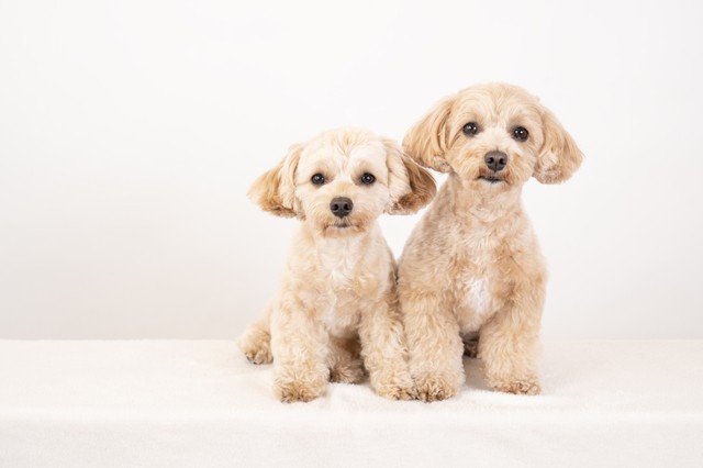 並んで座っている2頭のマルプー