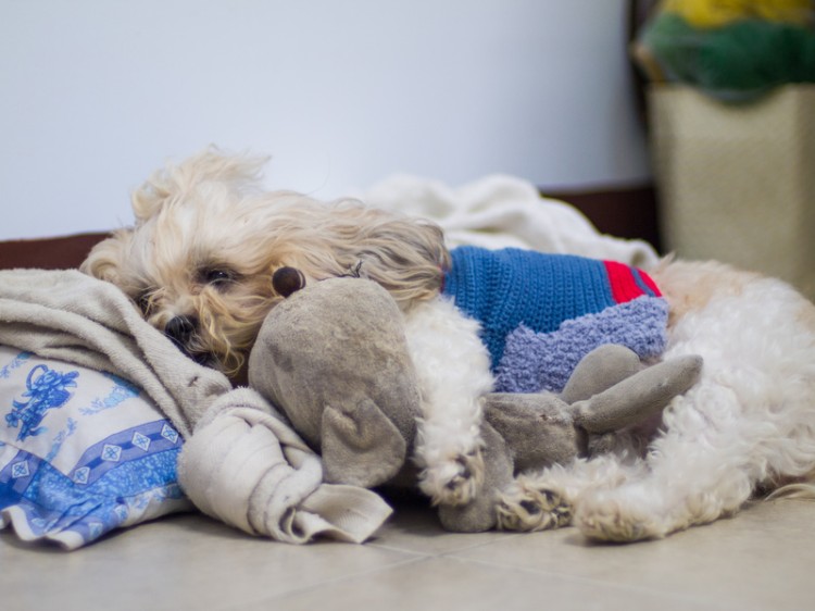 留守番中のシーズー