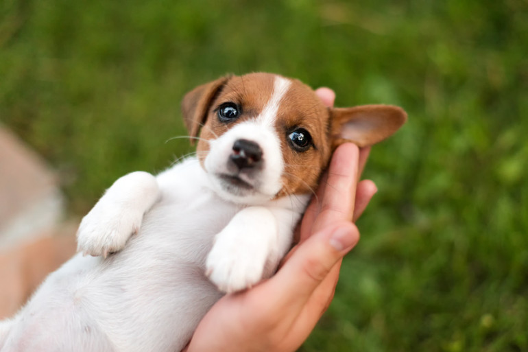 抱っこされる子犬