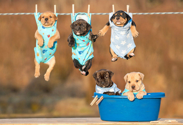 服を洗われ干されている子犬たち