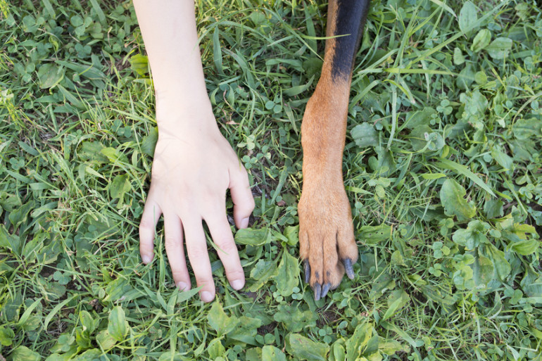 犬の手と人の手