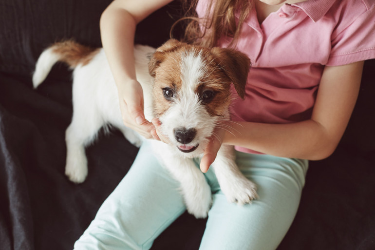 膝の上の犬