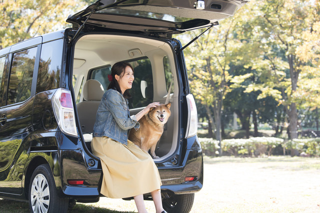 女性と車に乗る柴犬