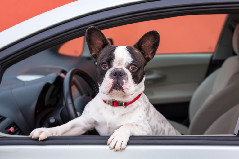 車に乗る犬