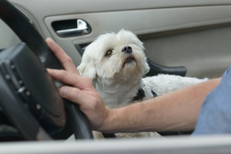 運転席に座る犬