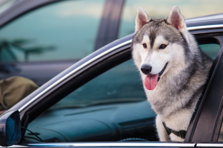 駐車中の車の中の犬