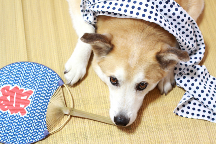 うちわと犬