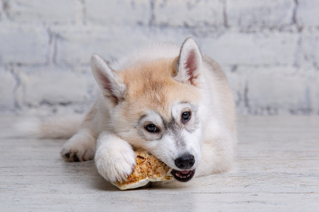 おやつを食べる犬