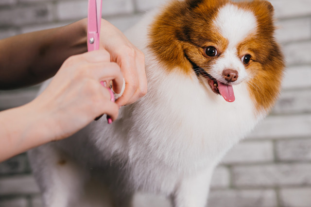 トリミングを受ける犬