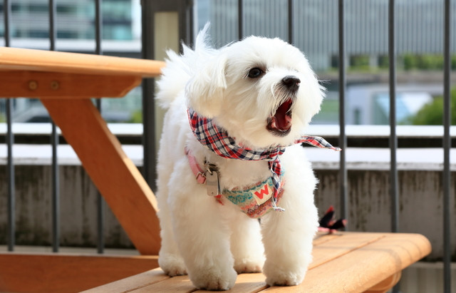 無駄吠えをする犬