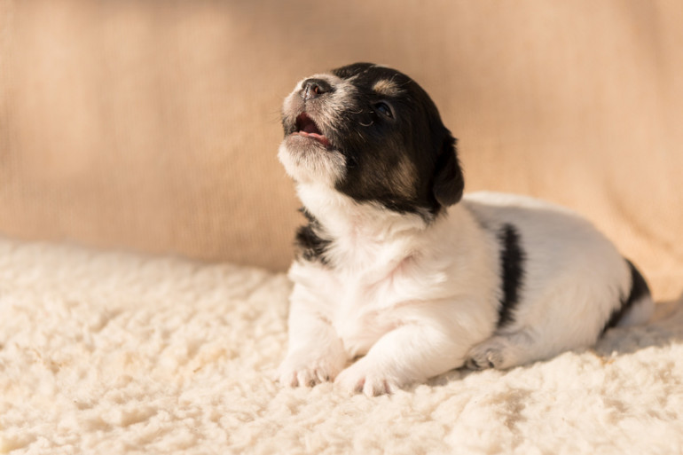 無駄吠えする犬