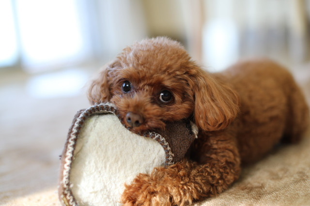 飼い主のスリッパを噛む犬