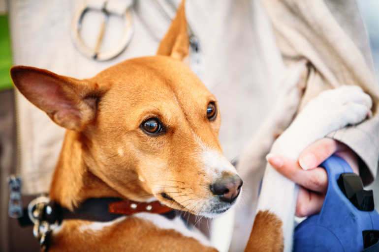 人にくっつく犬