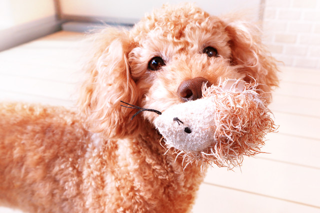 プレゼントを持ってくる犬