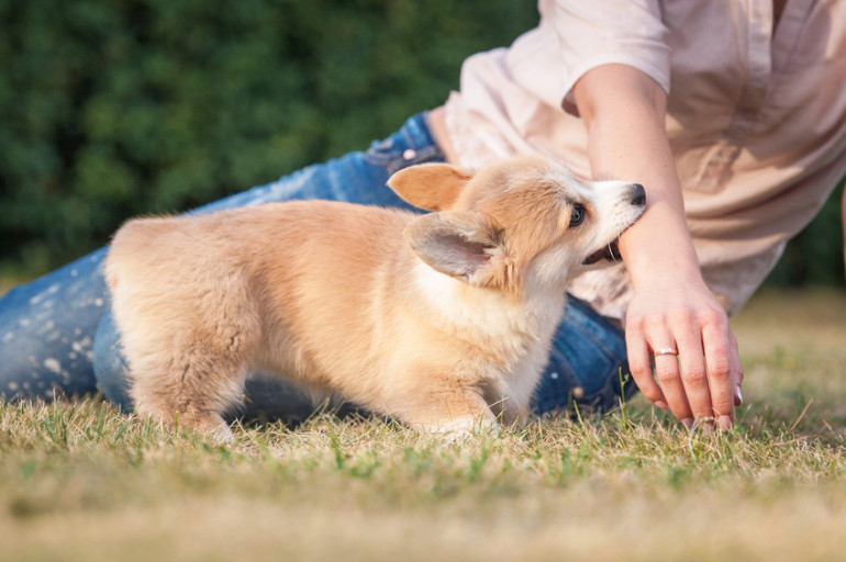 甘噛みする犬