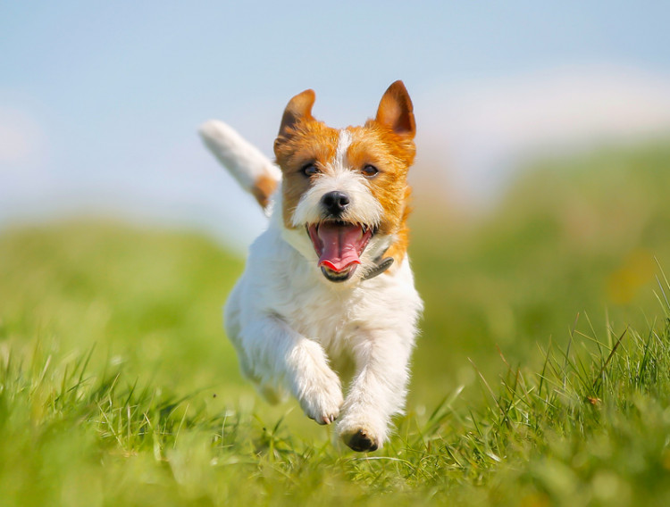 元気な犬