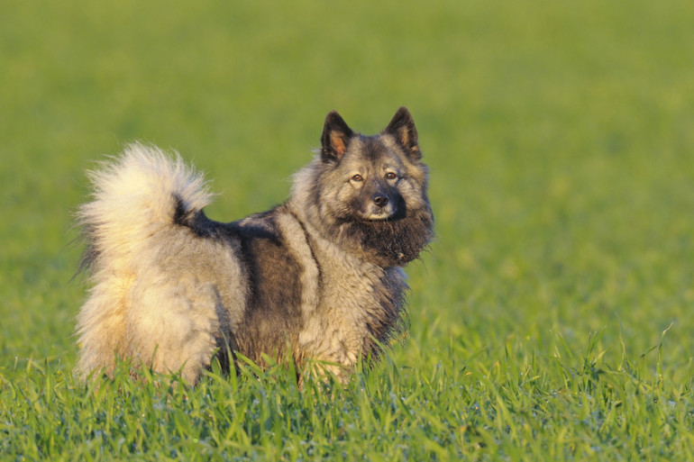 雑種の犬