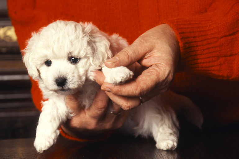 プードルの子犬