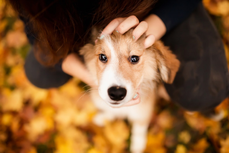 撫でてもらっている犬