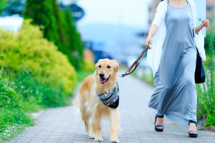 散歩する犬と女性